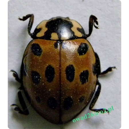 Anatis ocellata (Linnaeus, 1758) Oczatka